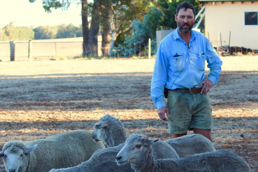 A man in shorts, boots and a long sleeve shirt stands in a paddock with sheep.
