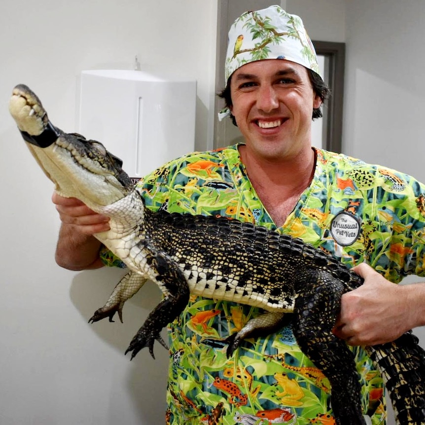 A vet holds a saltwater crocodile while smiling