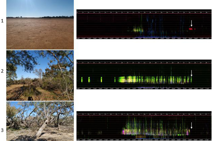 Spectrograms showing the sound of three landscapes