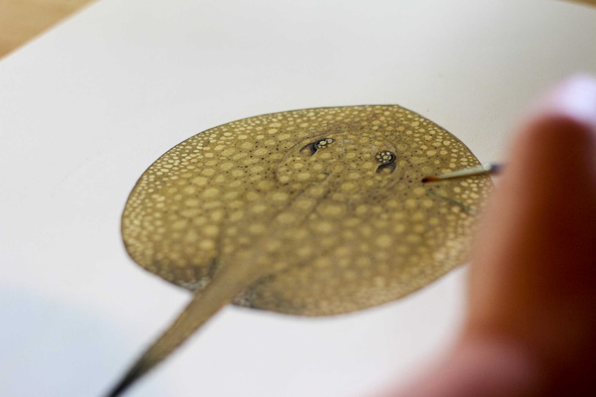 Lindsay painting a anglespot river stingray.