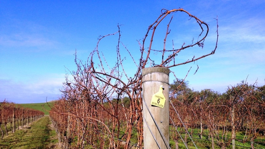 Chardonnay vines dormant during winter in west Gippsland.