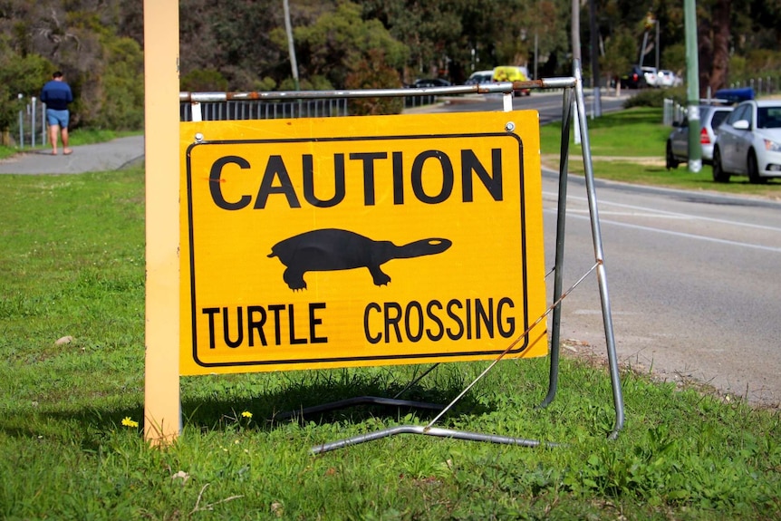 Turtle crossing sign on a road verge