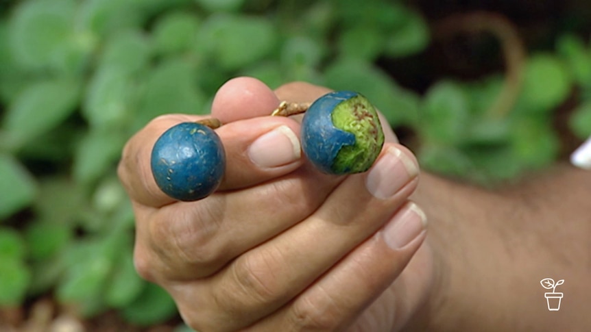 Hand holding blue-coloured berries on stalk