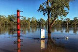 Flood waters surround the flood height marker at St George in southern Queensland