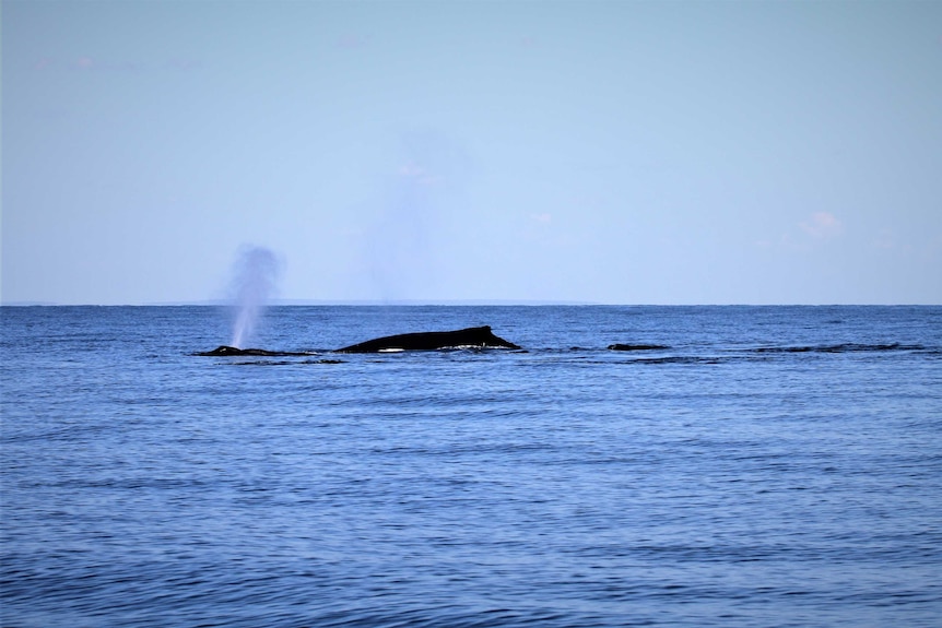 Two humpback whales surfacing on a calm clear day. One blowing water in the air