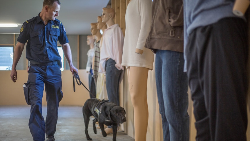 Police officer holds drug detection dog on leash as it sniffs a line of mannequins