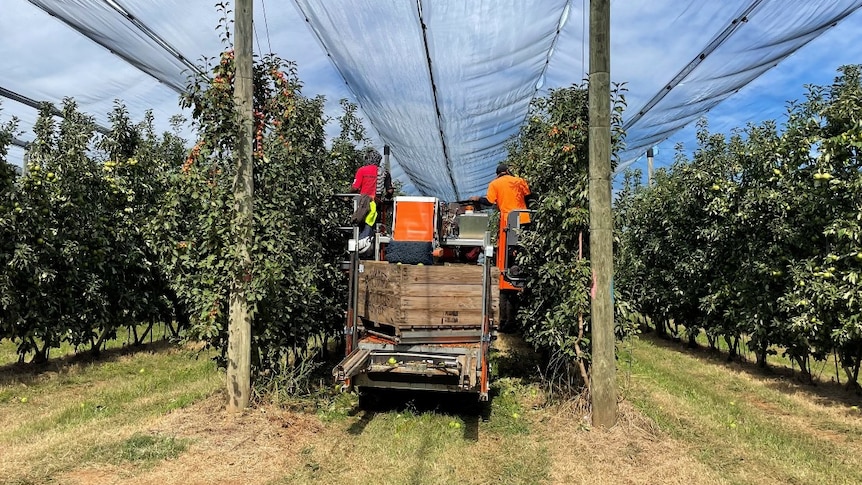 Workers picking fruit in an orchard.