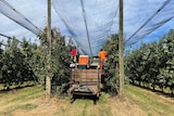 Workers picking fruit in an orchard.