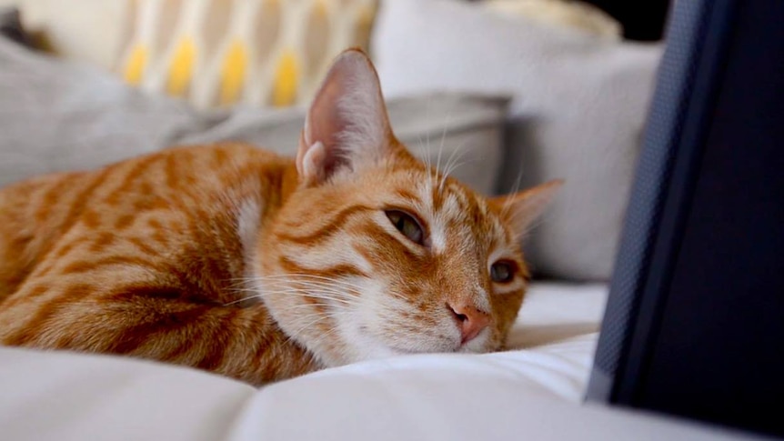 Instagram-famous cat City the Kitty listening to Music For Cats