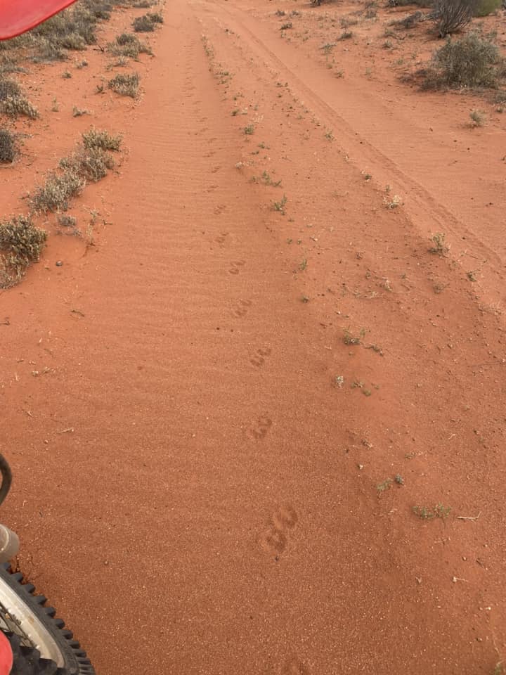 wild dog tracks