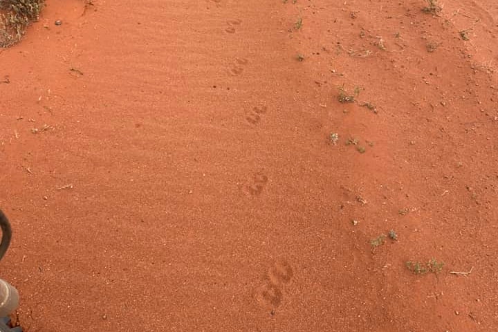 wild dog tracks