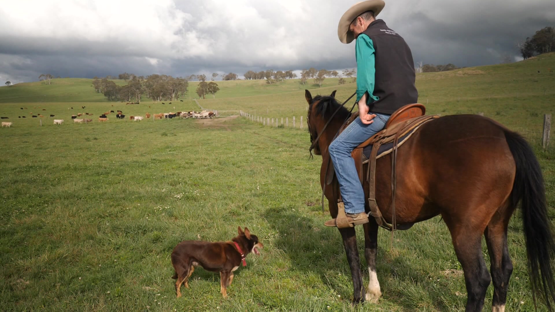 A man sits on his horse and looks at his dog.