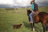A man sits on his horse and looks at his dog.
