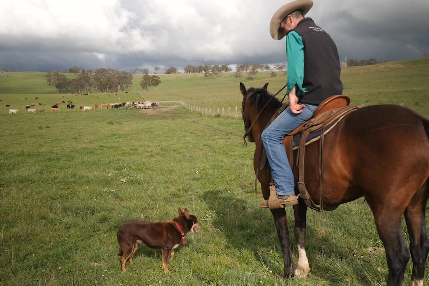 A man sits on his horse and looks at his dog.