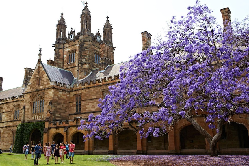 jacaranda tree