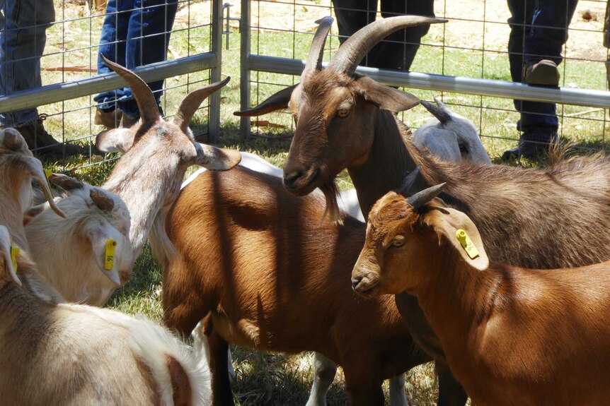 Close up of goats in a pen