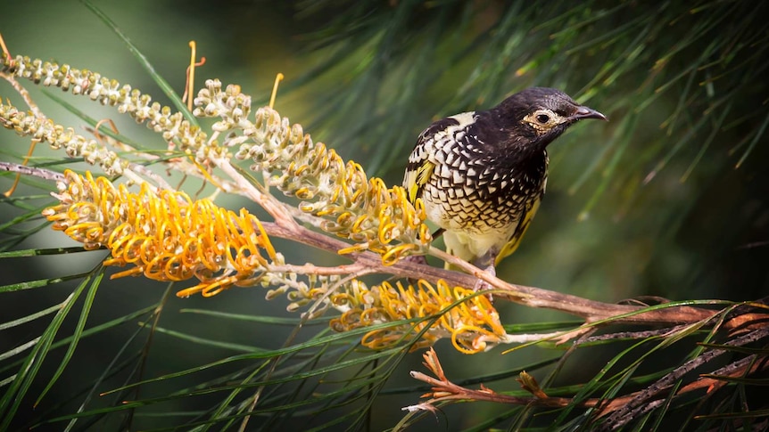 A female Regent Honeyeater, at Lake Cathie on the NSW mid-north coast.