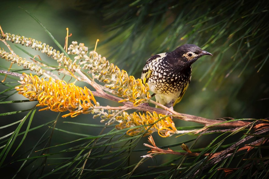 A female regent honeyeater at Lake Cathie on the NSW mid-north coast.