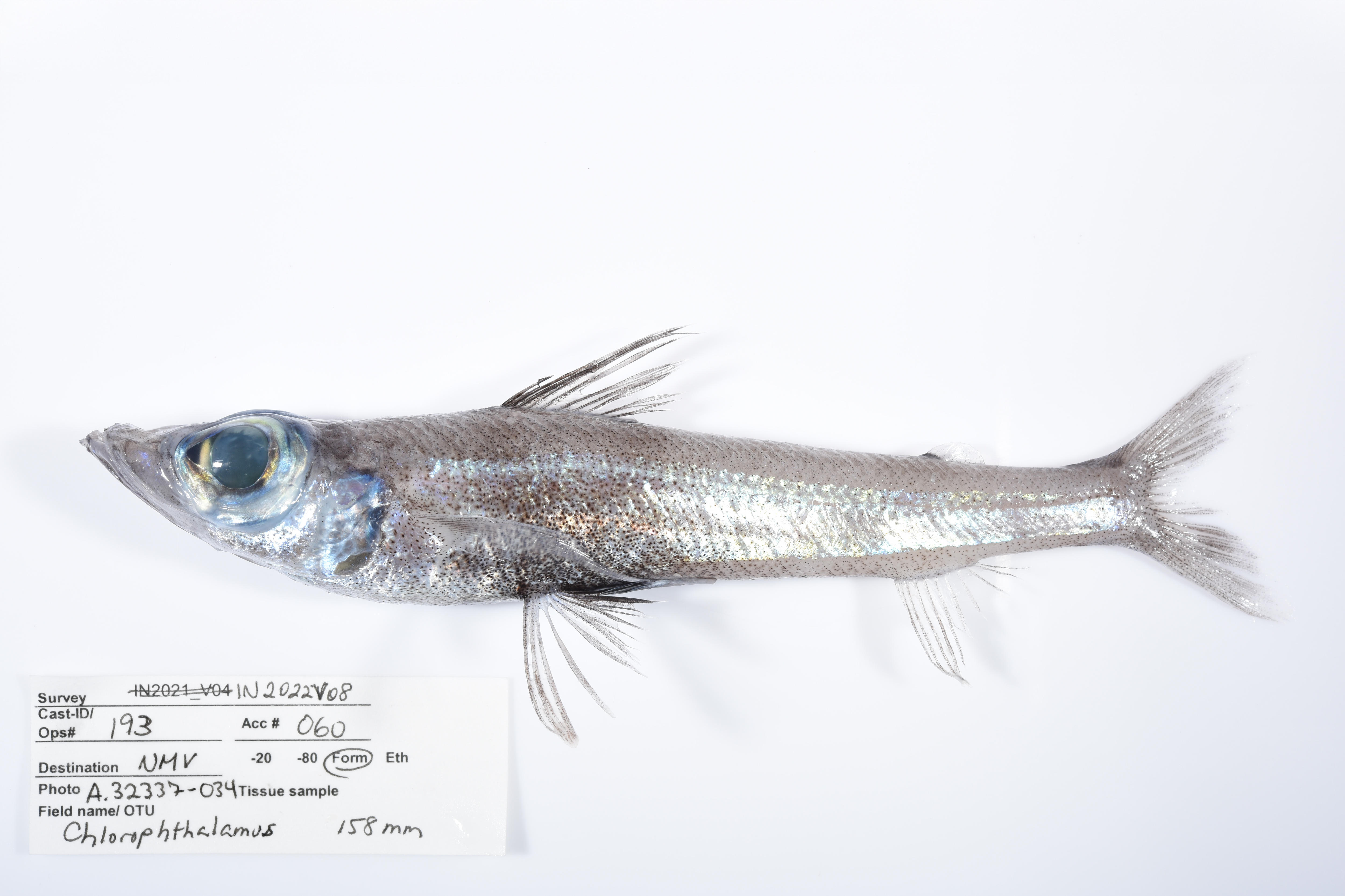 A small silver fish with large round eyes.