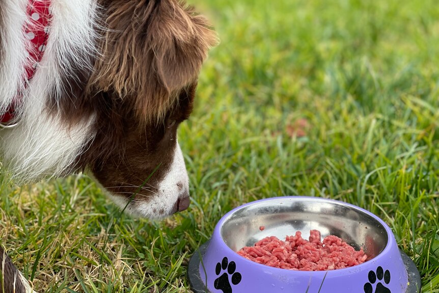 A dog on a lawn approaches a bowl of food.