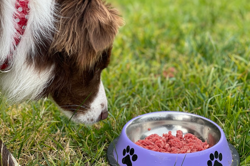 A dog and some food