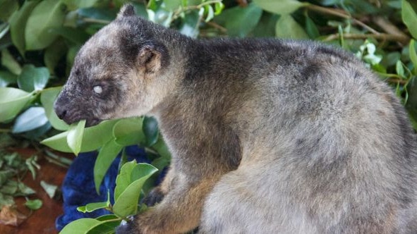 A phot of a blind tree kangaroo eating some leaves.