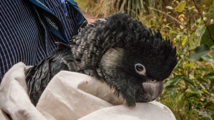 The Carnaby's cockatoo Simon Cherriman discovered and brought down for tagging, December 4, 2015.