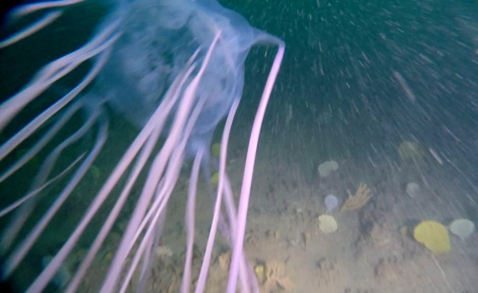 Girl Peeing Underwater