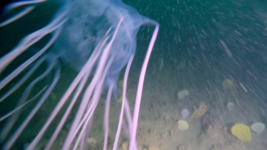 A box jellyfish with long pink tentacles gliding through the water