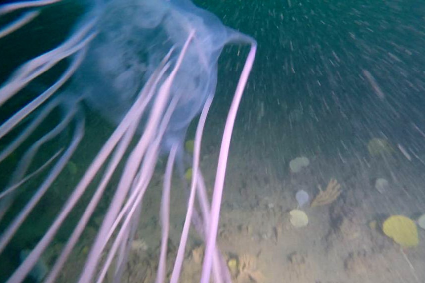 a pink jellyfish with many long tentacles streaming behind it in the water