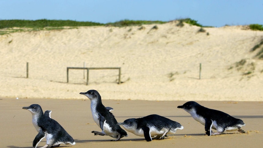 Little Penguins