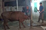 A man prepares to slaughter a cow using a sledge hammer