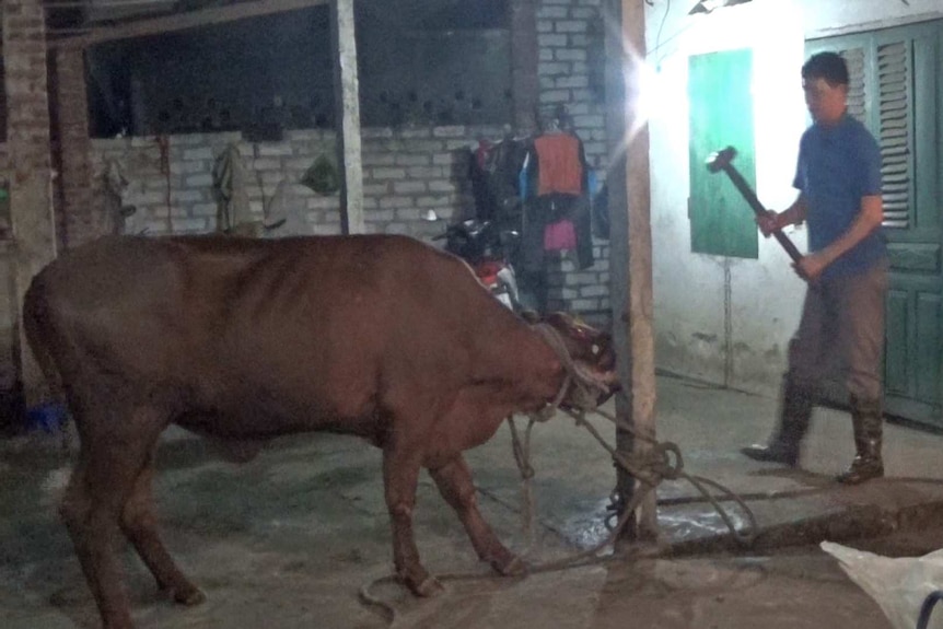 A man prepares to slaughter a cow using a sledge hammer