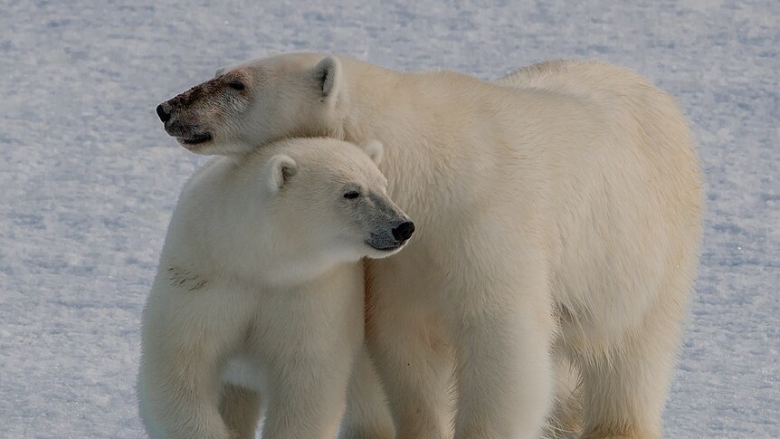 Two polar bears snuggle while standing up.