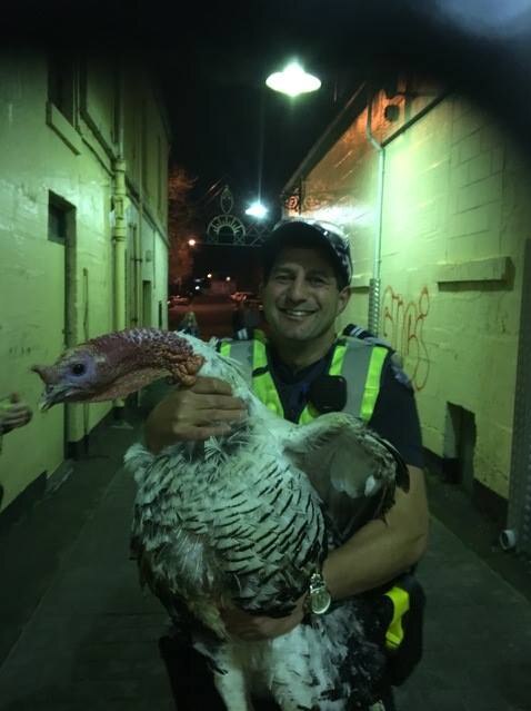 Albert the Turkey captured by Leading Senior Constable Greg Kew