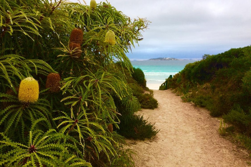 Banksias are on the side of a trail leading to Wharton Beach, the ocean is just visible 
