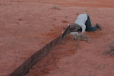 A man on his knees checks a hole in the ground in the red sand.