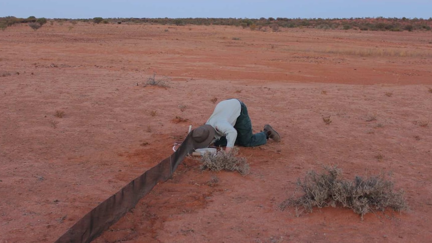 A man on his knees checks a hole in the ground in the red sand.