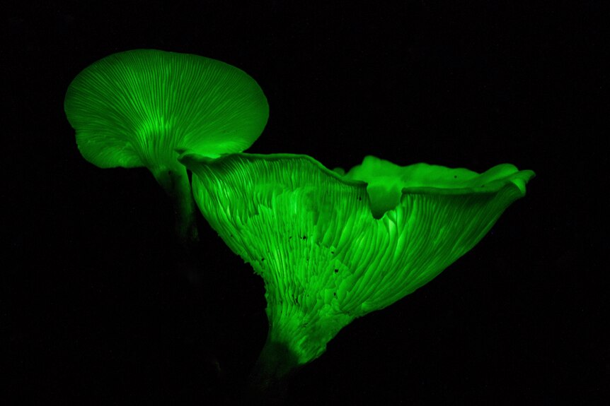 Two bioluminescent mushrooms glowing green at night