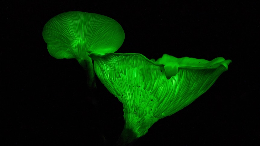 Two bioluminescent mushrooms glowing green at night.