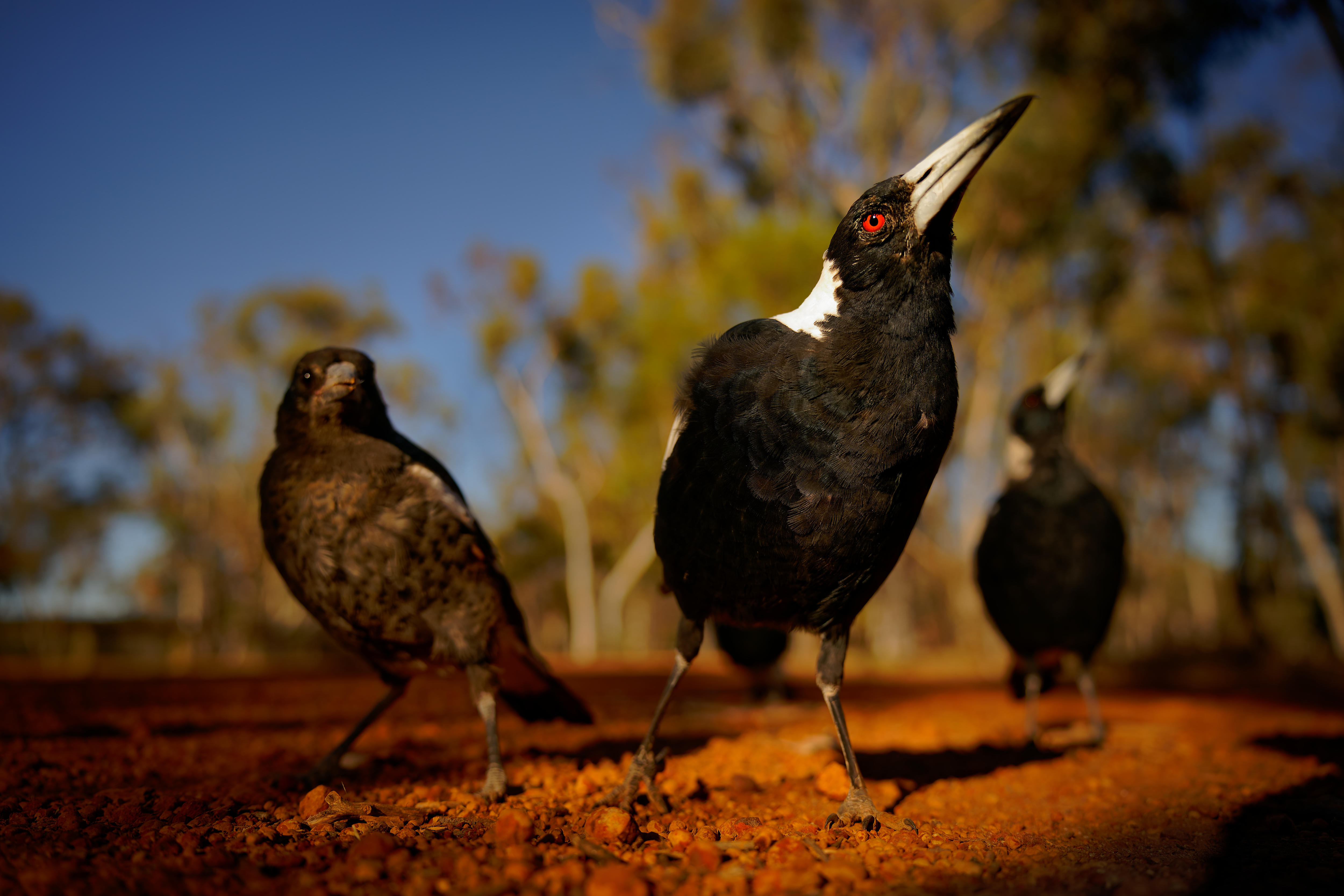 Magpies make Australia's favourite animal sound — but their calls are