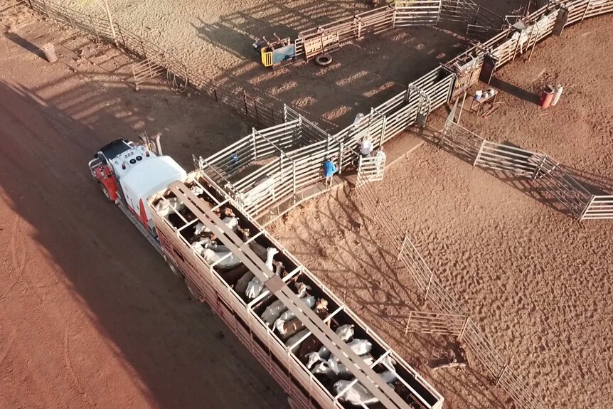 A drone shot of cattle being loaded into a track for sale.
