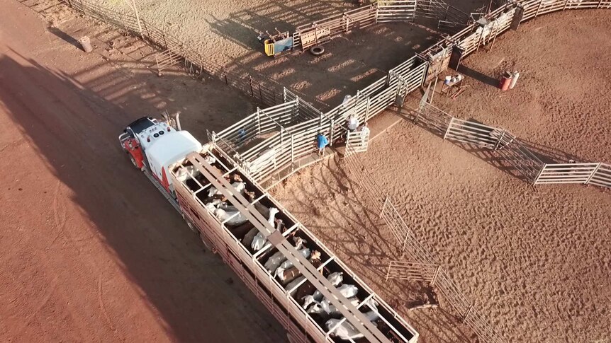 A drone shot of cattle being loaded into a track for sale.