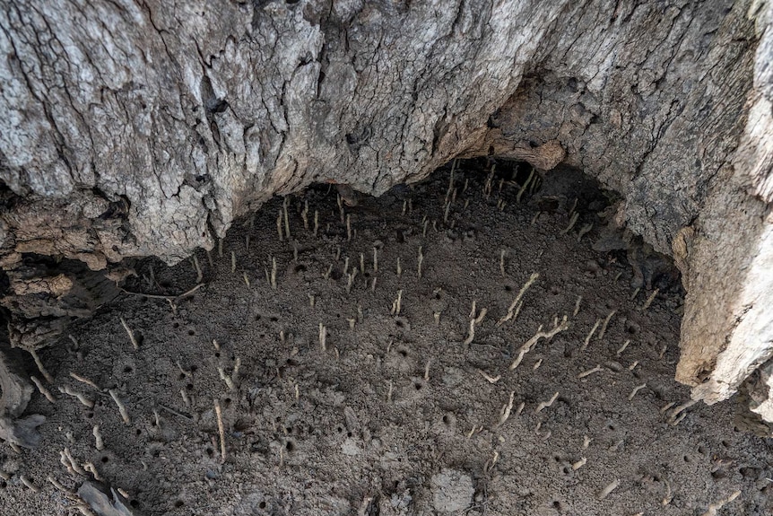 Inside an old mangrove tree.