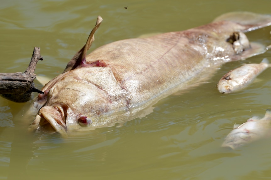 Dead murray cod floating next to two smaller dead fish on the Darling River