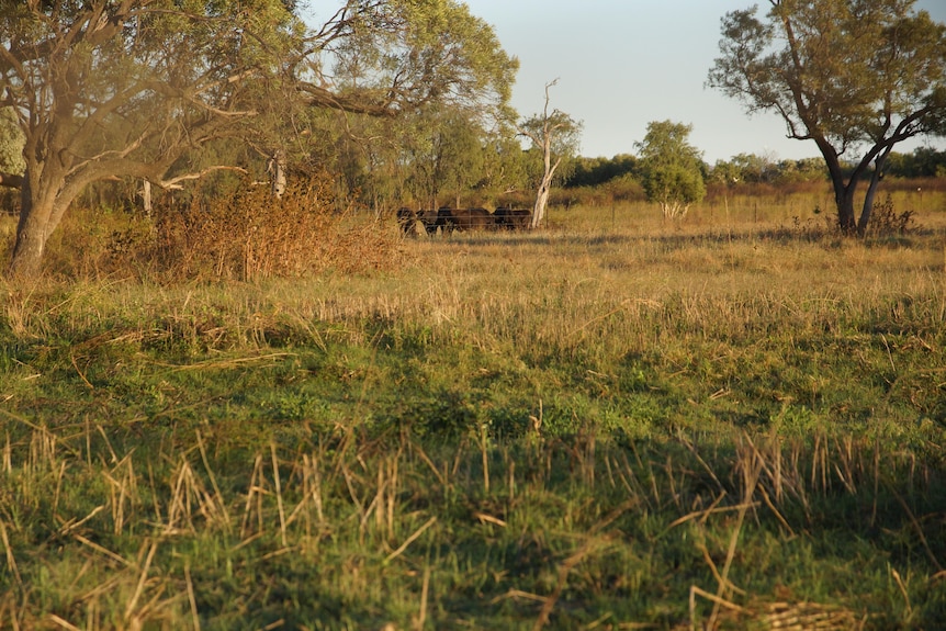 Cattle seen in the distance under trees, with grass, tree and bush cover in the foreground.