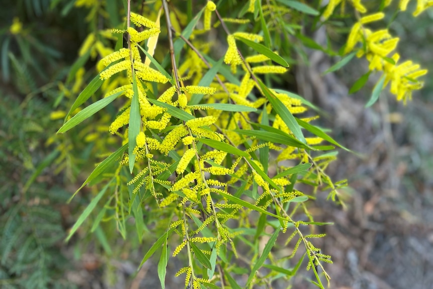 Yellow wattle flowers on a tree.