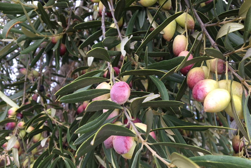 Australian Olives