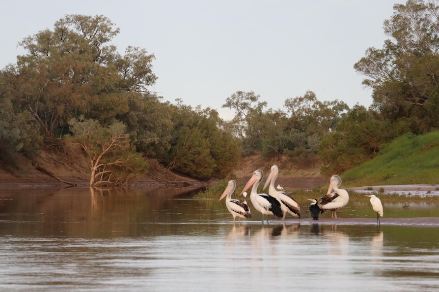 Four pelicans sit on the bank of a river at sunrise.