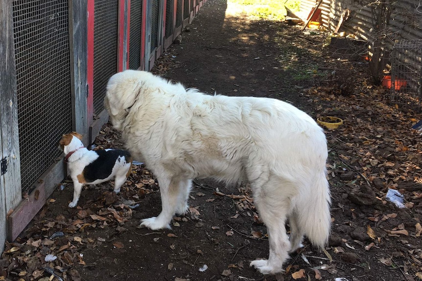 'Bear' the white Marrema dog and  'Molly' the Jack Russell watch over the chooks through a coup door.